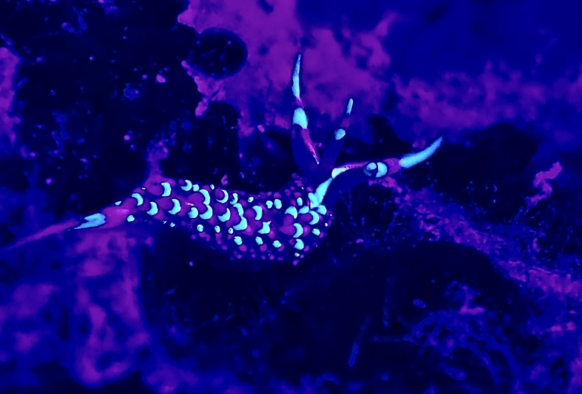 Mt Puke Hilltop Hotel TEST gallery image