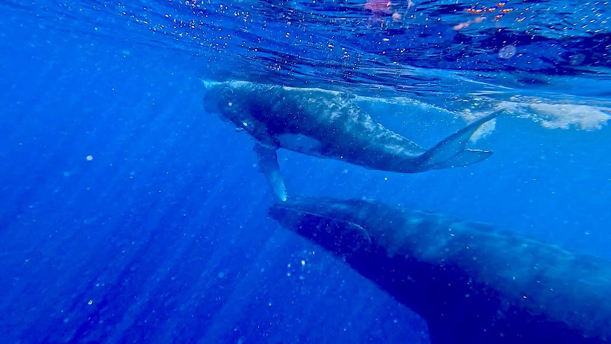 Come to Tonga to experience Kingdom Encounters