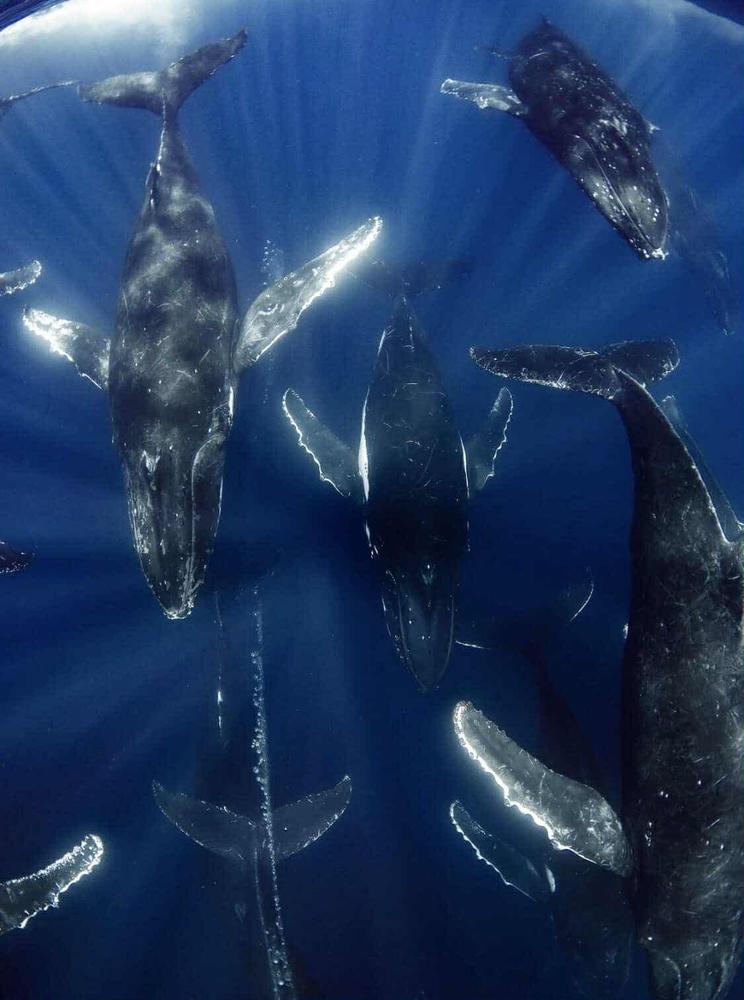 Come to Tonga to experience Vaka and Moana Co.