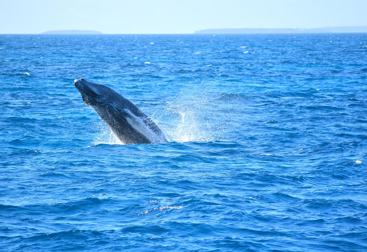 Come to Tonga to experience Lui Charters Vava'u
