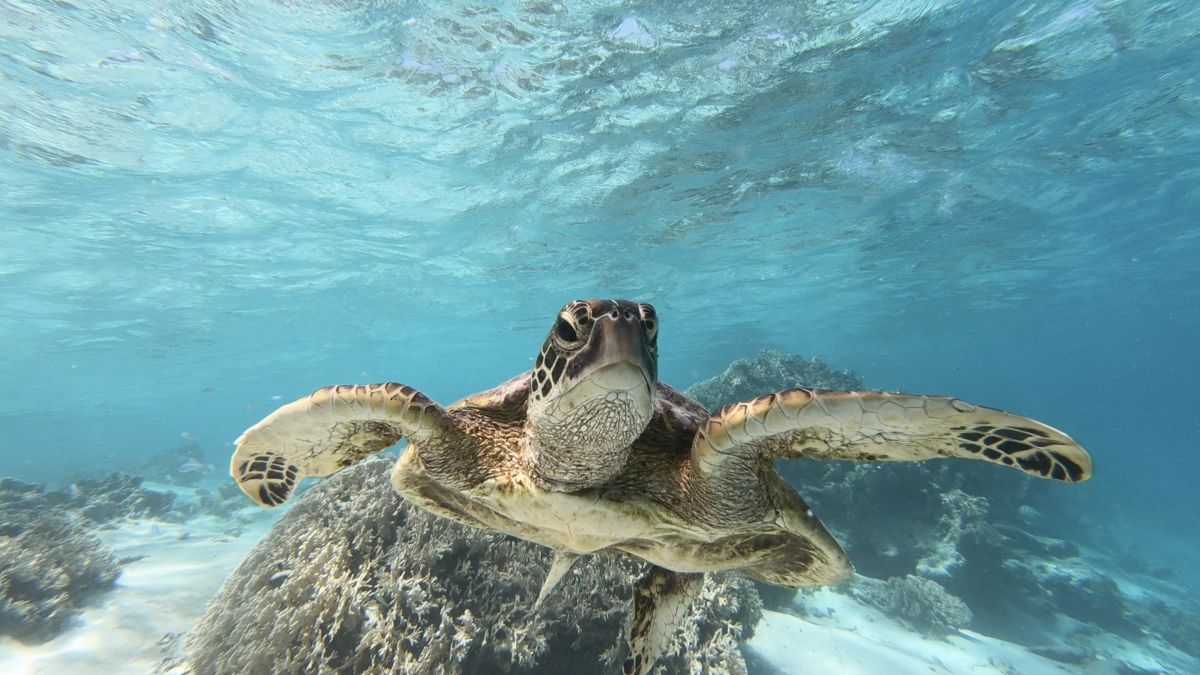 Come to Cook Islands to experience Green Turtle Tours