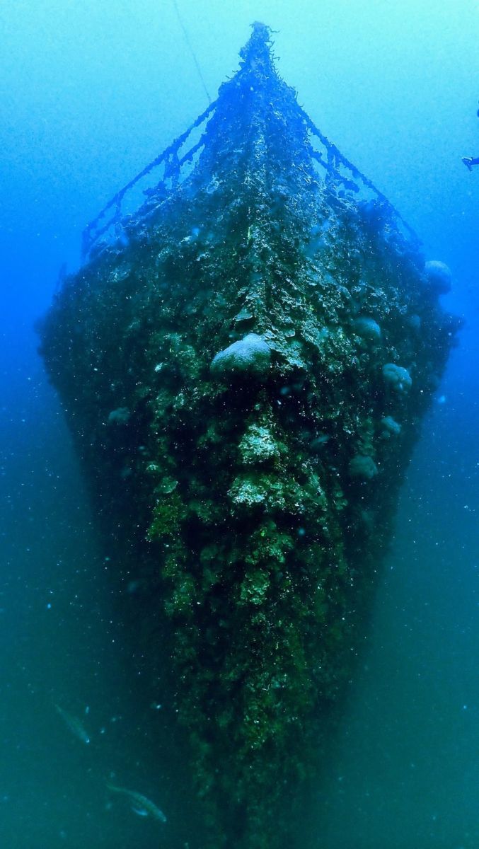 Come to Tonga to experience AX-Factor Dive