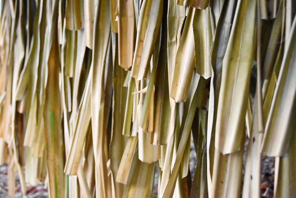 Wallis Futuna Test Tour in Trip Carver