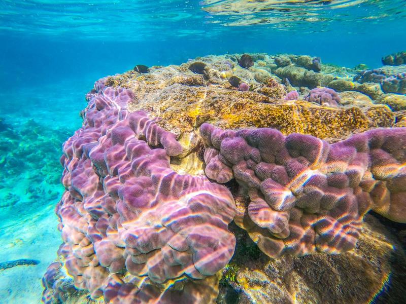Purple Wall Snorkel Site