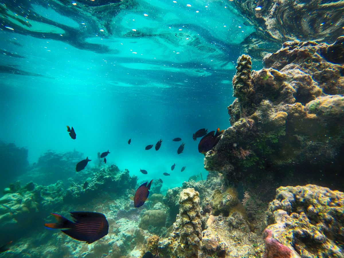 Tikioki Marine Reserve image