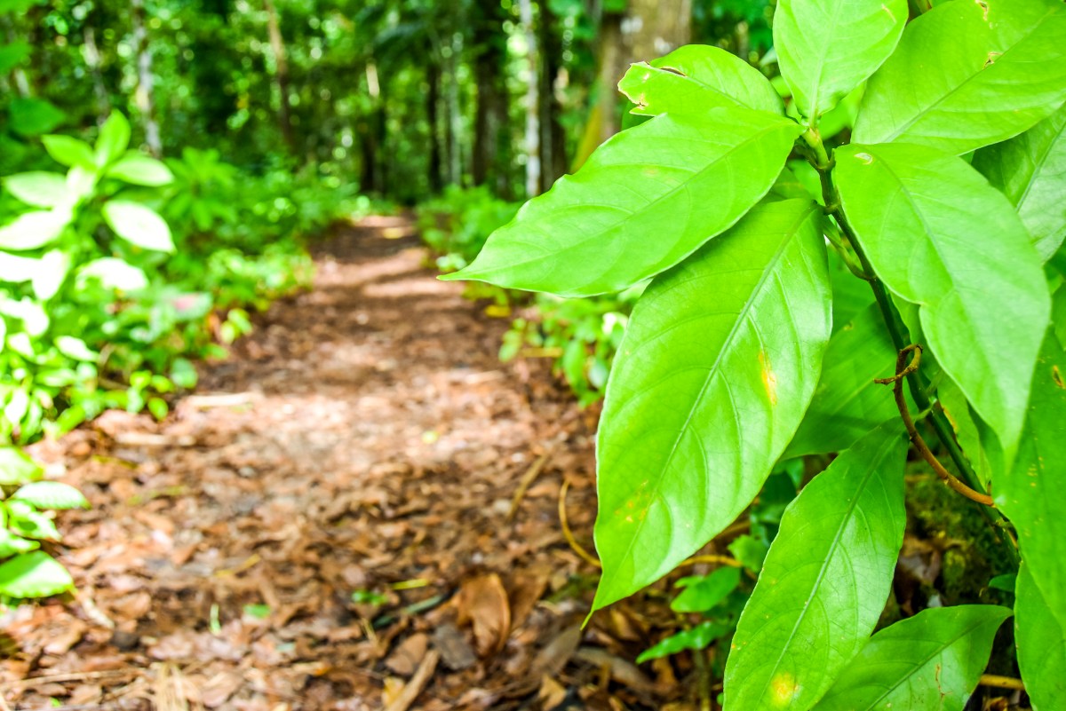 Falealupo Nature Trail image