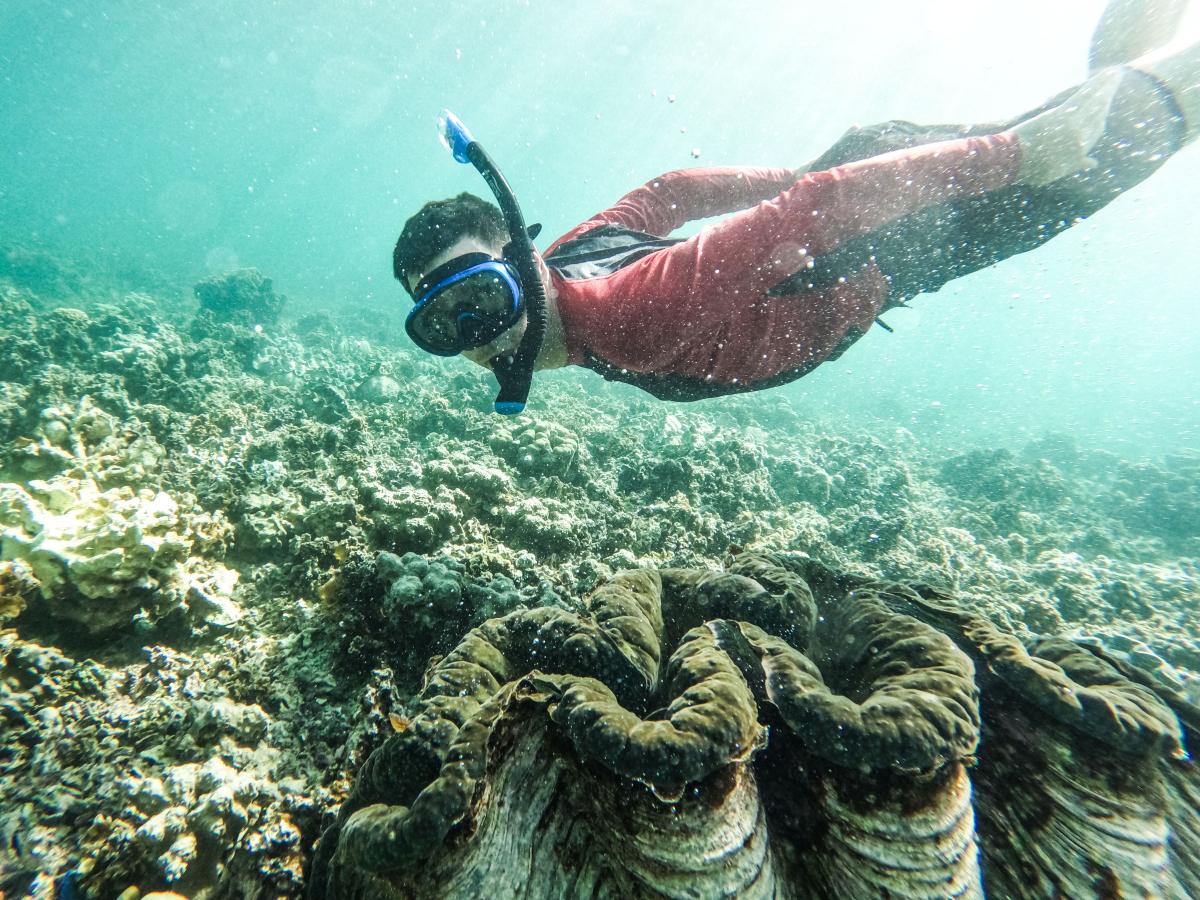 Savaia Giant Clam Sanctuary image