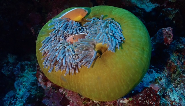 2-Day 5-Dive Package (DEMA Special) | AX-Factor Dive
