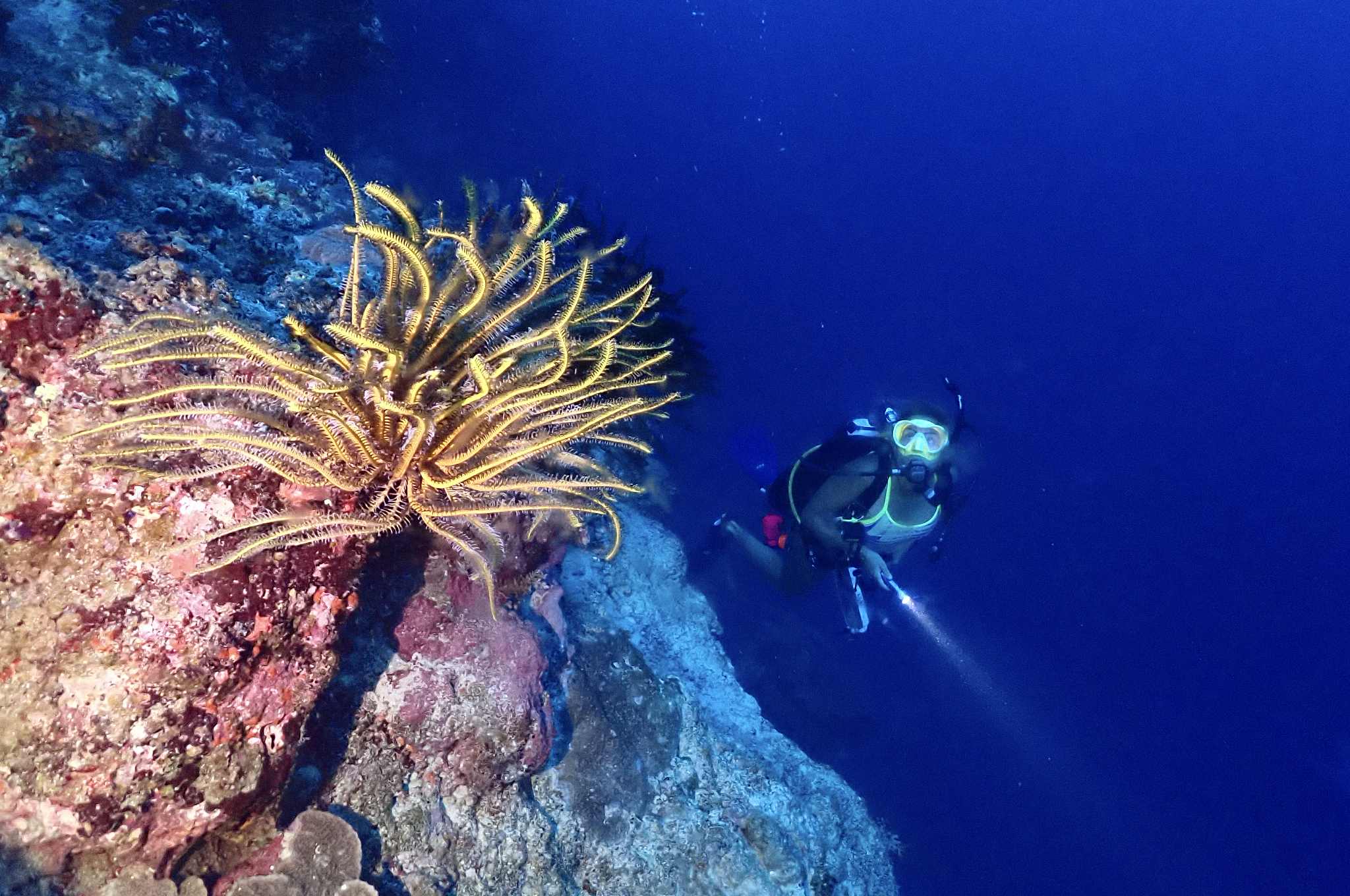 Two-tank Island Dive offered by AX-Factor Dive