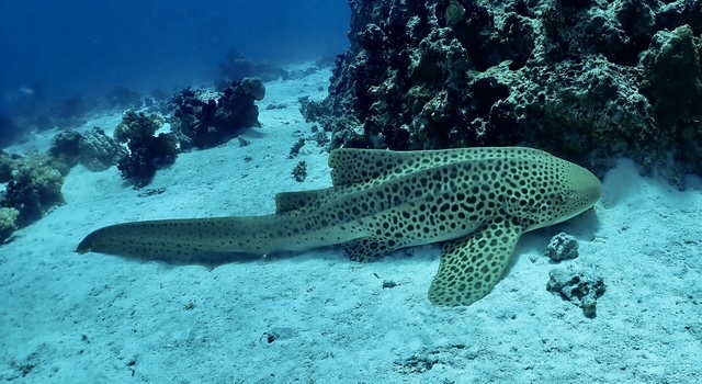 Mt Puke Guided Hike TEST