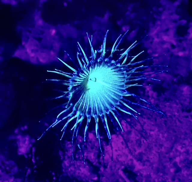 3-Day 10-Dive Package (DEMA Special) offered by AX-Factor Dive