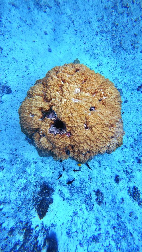 Scuba Diving in Vava'u offered by Riki Tiki Tours