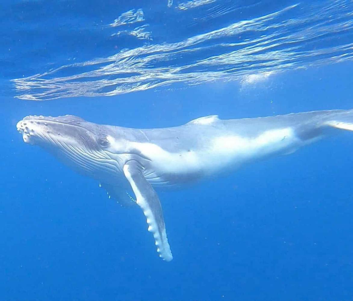 Whale Tours offered by Diana Beach Resort
