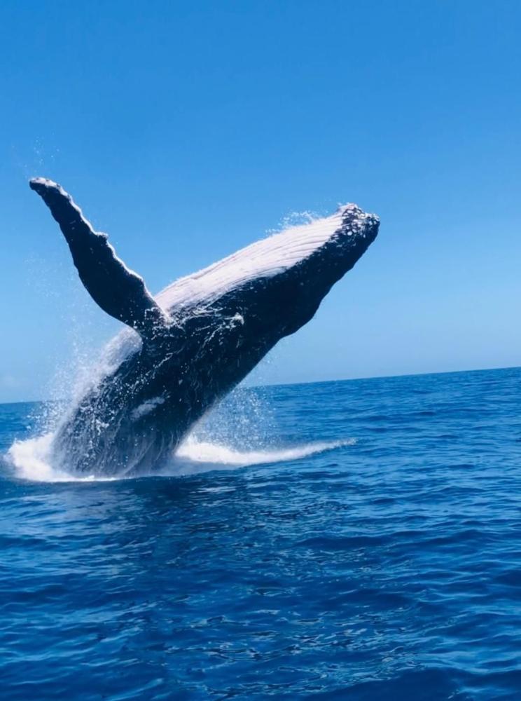 Whale Watching in Tongatapu (Not Swimming) offered by Kingdom Encounters