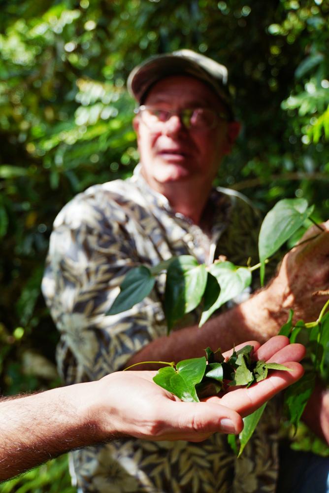 Half-Day Tutuila Excursion offered by North Shore Tours