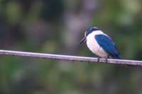 Review of Coconut Tours & Transport Samoa from PONS Bernard