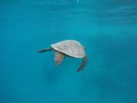 Review of Green Turtle Tours from Lyda Osorio